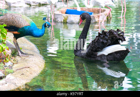 Peacocks and swans are playing together in the zoo. These are precious birds that need to be preserved in the natural world Stock Photo