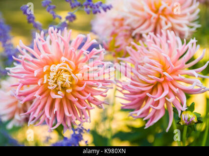 Dahlia blooms in a garden setting. Stock Photo