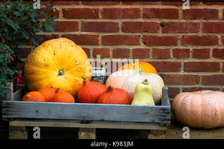 Fresh pumpkins and squashes inside a wooden crate on top of a wooden pallet and against a barn red brick wall background. Stock Photo