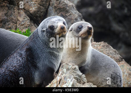 New Zealand fur seal pups at Cape Palliser, Wairarapa, North Island, New Zealand Stock Photo