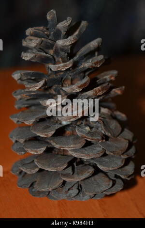 Pine corn Stock Photo