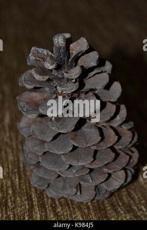 Pine corn Stock Photo