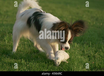 Beautiful young male dog Continental Toy Spaniel Papillon playing with plush toy on green lawn Stock Photo