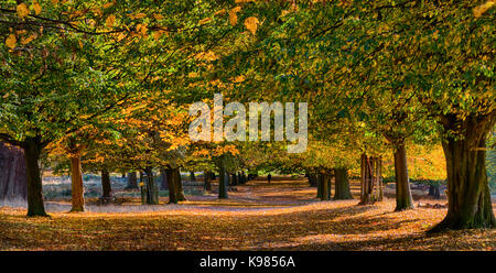 An avenue of trees covered in yellow & golden Autumn leaves. Sunlight streams across the leaf covered path. A lone walker in the distance adds scale Stock Photo