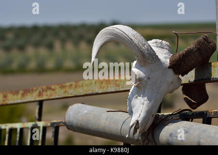 Goat skull with antler hanging on a fence, picture from the North of Greece. Stock Photo
