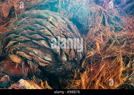 Closeup view of an agave pineapple used for mezcal in Oaxaca, Mexico Stock Photo