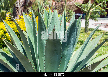 Closeup of an agave plant near Oaxaca, Mexico Stock Photo