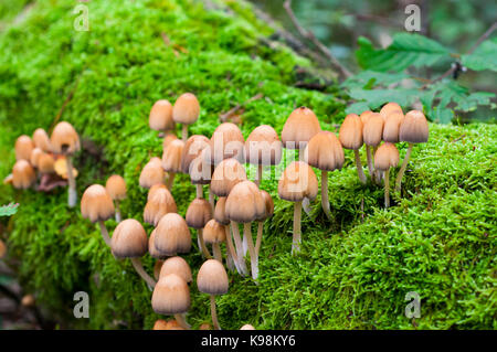 Wild poisonous forest mushrooms on an old overturned moss-covered trunk. Stock Photo