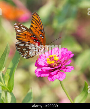 Gulf Fritillary Butterfly Stock Photo