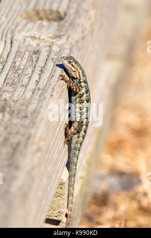 Western Fence Lizard Stock Photo