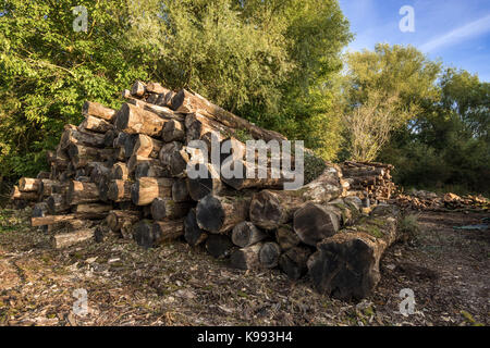 Stack of tree trunks. Stock Photo