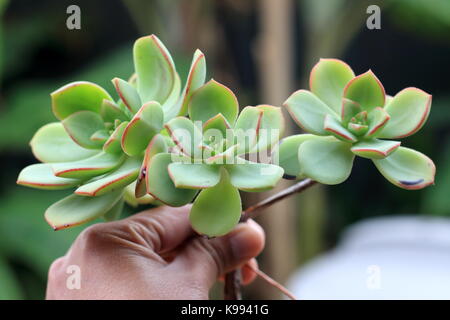 Aeonium castello paivae Stock Photo