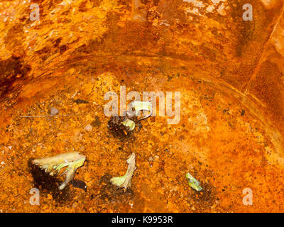 inside of an old rusty orange metal bucket texture dirty; England; Essex Stock Photo