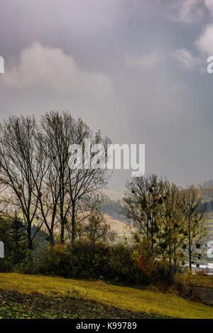 trees on hillside in rainy weather. lovely countryside landscape in mountains Stock Photo