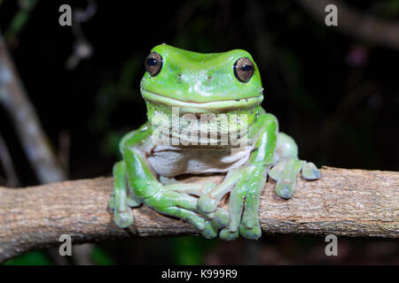 Australian Green Tree Frog (Litoria caerulea), Yuraygir National Park, NSW, Australia Stock Photo