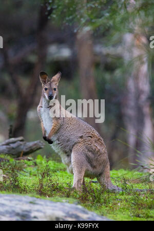 Red-necked Wallaby (Macropus rufogriseus), Blue Mountains, NSW, Australia Stock Photo