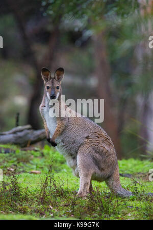 Red-necked Wallaby (Macropus rufogriseus), Blue Mountains, NSW, Australia Stock Photo