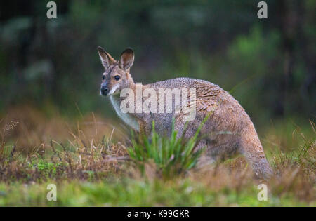 Red-necked Wallaby (Macropus rufogriseus), Blue Mountains, NSW, Australia Stock Photo