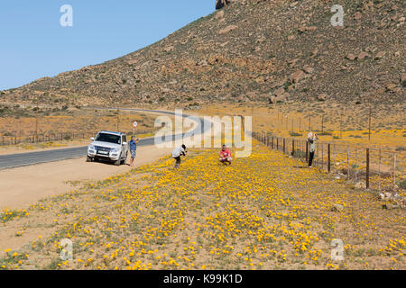 Tourists viewing wildflowers in Namaqualand, South Africa Stock Photo