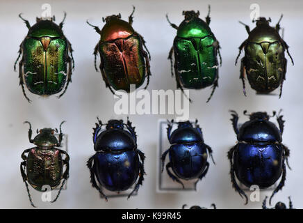Gotha, Germany. 21st Sep, 2017. Rose chafers and dung beetles can be seen in a case at the Museum of Nature on Friedenstein Castle in Gotha, Germany, 21 September 2017. It is part of a collection of 30 insect cases which porcelain paintor Gustav Greiner-Vetter (1879-1944) from Lauscha collected in his free time. They are on display at the special exhibition 'Falter, Kaefer und andere Krabbeltiere aus dem Thueringer Schiefergebirge' (lit. 'Butterflies, bugs and other crawling animals from the Thuringia Slate Mountains'), open from 23 September 2017 until 7 January 2018. Credit: dpa picture alli Stock Photo