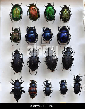 Gotha, Germany. 21st Sep, 2017. Rose chafers, dung beetles and ground beetles can be seen in a case at the Museum of Nature on Friedenstein Castle in Gotha, Germany, 21 September 2017. It is part of a collection of 30 insect cases which porcelain paintor Gustav Greiner-Vetter (1879-1944) from Lauscha collected in his free time. They are on display at the special exhibition 'Falter, Kaefer und andere Krabbeltiere aus dem Thueringer Schiefergebirge' (lit. 'Butterflies, bugs and other crawling animals from the Thuringia Slate Mountains'), open from 23 September 2017 until 7 January 2018. Credit: Stock Photo