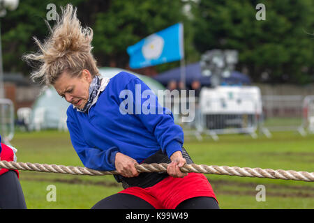Southport, Merseyside, UK. 22nd Sep, 2017. Swedish team at the European Outdoor Tug of War Championships and 2017 World Junior and Under 23 Championships held at Carr Lane, Southport. The European Championships include four weight classes for mens tug of war teams and two weight classes for ladies tug of war teams, and include a mixed weight class with the teams competing consisting of four men and four women.  Teams have a maximum weight limit of 600 kilos in these events. Also known as war of tug, tug o' war, tug war, rope war, rope pulling, tug rope or tugging war.  Credit: MediaWorldImages Stock Photo