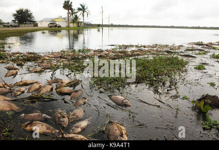 Geneva, United States. 22nd Sep, 2017. September 22, 2017- Geneva, Florida, United States - Dead fish, primarily tilapia, are seen on September 22, 2017 in the waters surrounding the Jolly Gator Fish Camp Bar and Grill on the St. John's River in Geneva, Florida. Hurricane Irma has caused a large-scale fish kill throughout the state of Florida as fish suffocate from depleted oxygen levels in the water. Credit: Paul Hennessy/Alamy Live News Stock Photo
