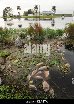 Geneva, United States. 22nd Sep, 2017. September 22, 2017- Geneva, Florida, United States - Dead fish, primarily tilapia, are seen on September 22, 2017 in the waters surrounding the Jolly Gator Fish Camp Bar and Grill on the St. John's River in Geneva, Florida. Hurricane Irma has caused a large-scale fish kill throughout the state of Florida as fish suffocate from depleted oxygen levels in the water. Credit: Paul Hennessy/Alamy Live News Stock Photo