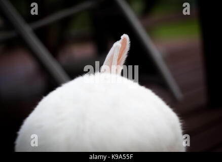 Frankfurt am Main, Germany. 22nd Sep, 2017. A white pygmy rabbit perks up one ear while sitting in a garden in Frankfurt am Main, Germany, 22 September 2017. The other ear is a lop ear which it cannot perk up. Credit: Frank Rumpenhorst/dpa/Alamy Live News Stock Photo