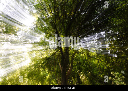 Blurred sun rays in the park on sunny day Stock Photo