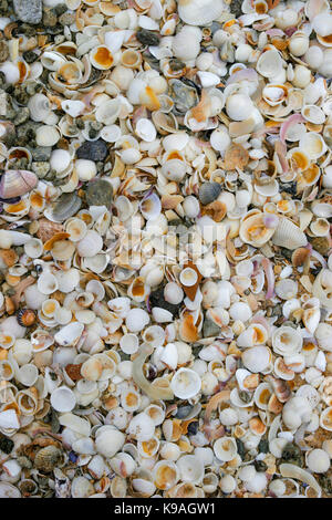 A huge number of small sea shells washed up onto the beach by the tide cover the sand. Stock Photo