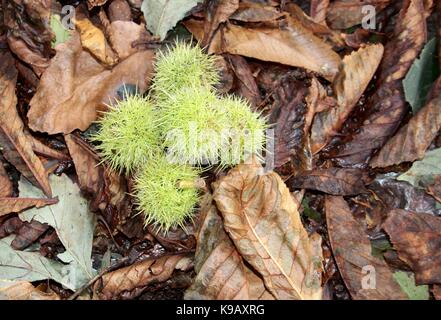 Group of sweet chestnuts in their spiny husks Autumn Stock Photo