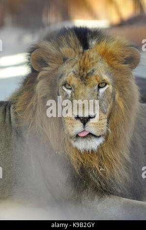 Lion (Panthera leo) close up, biggest african carnivore Stock Photo