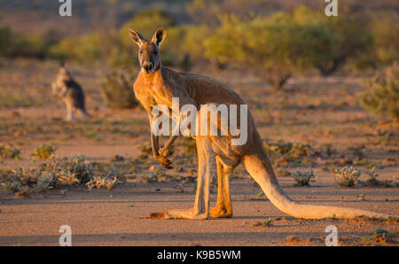 Large male Red Kangaroo (Macropus rufus), Sturt National Park, outback NSW, Australia Stock Photo