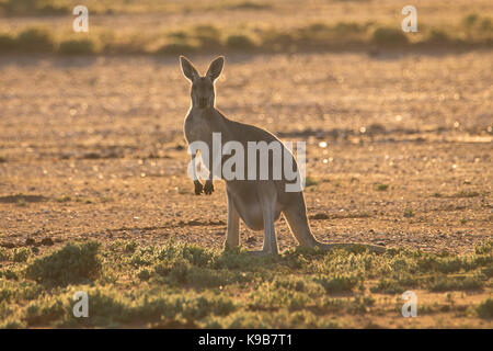 Female Red Kangaroo (Macropus rufus) in warm late afternoon light, Sturt National Park, outback NSW, Australia Stock Photo