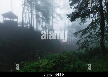 Deep fog in pine-tree forest Stock Photo