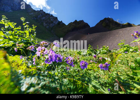 Wide angle photo of wild flowers in mountain valley. Stock Photo
