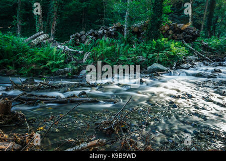 Cascading Stream in mountain forest Stock Photo