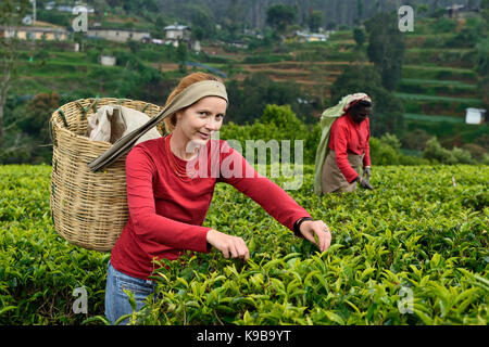 Really you can try the work on a tea plantation Stock Photo