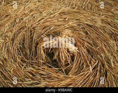 Close up of crop circle made in flattened wheat or barley in Wiltshire fields Stock Photo