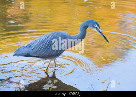 White-faced Heron (Egretta novaehollandiae) in a river at dusk, Royal National Park, NSW, Australia Stock Photo