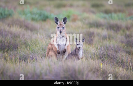 Female Common Wallaroo (Macropus robustus) with joey, Flinders Ranges, South Australia Stock Photo