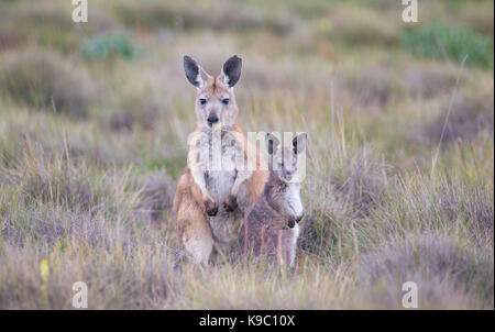 Female Common Wallaroo (Macropus robustus) with joey, Flinders Ranges, South Australia Stock Photo