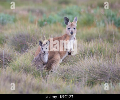 Female Common Wallaroo (Macropus robustus) with joey, Flinders Ranges, South Australia Stock Photo