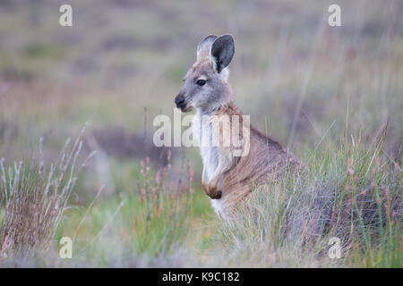 Common Wallaroo (Macropus robustus), Flinders Ranges, South Australia Stock Photo