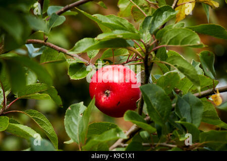 home grown discovery apple growing on a tree in a garden in the uk Stock Photo