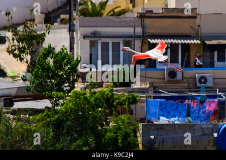 Adult Greater Flamingo in pink plumage in flight in front of small coastal buildings. Phoenicopterus roseus. pink and blue laundry out to dry, Malta Stock Photo