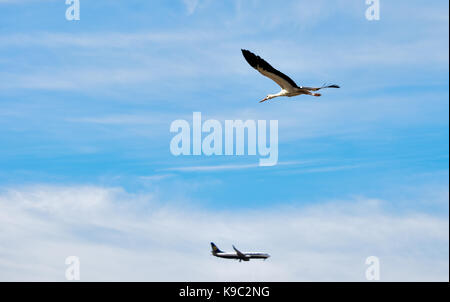 A White Stork, Ciconia ciconia, migrating over the Maltese Islands. Bird is in flight, with a Ryanair plane in the background in opposite direction. Stock Photo
