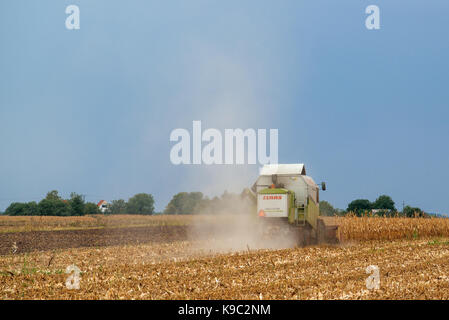 ZRENJANIN, SERBIA - SEPTEMBER 19, 2017: Claas combine harvester working on corn field. Lower maize crop yield expected this year in Vojvodina region d Stock Photo