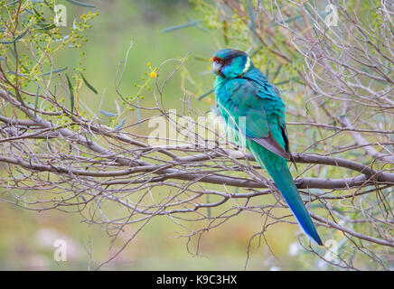 Mallee Ringneck (subspecies of Australian ringneck -  (Barnardius zonarius barnardi) in the Flinders Ranges, South Australia Stock Photo